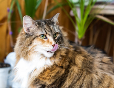 Natural Cat Treats: Try Mo's Favorites!