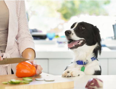 CLEAN EATING: IS IT GOOD FOR DOGS?
