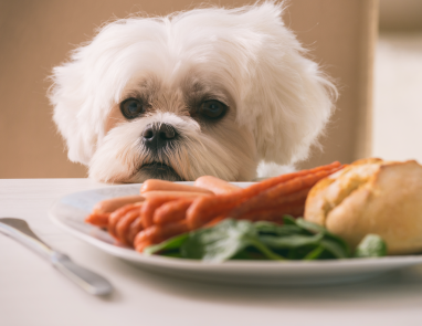 Sparky's Thanksgiving Tips for Dogs