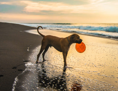 How to Keep Dogs Cool in the Summer (While Still Having Fun!)