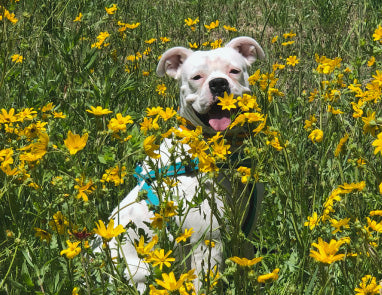 What is the best dog food for allergies?