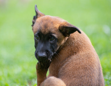 Why Is My Dog Licking Excessively, and What Do I Do About It?