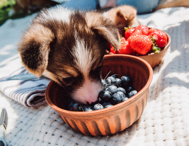 Which Fruits Are Best For Dogs?