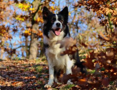 Gobble it Up: The Health Benefits of Turkey For Your Pets