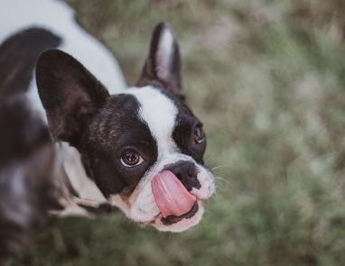 Why do dogs eat poop?